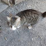 Picture of cat found at Aureilhan