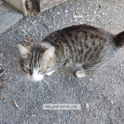 Photo 1/1 Found cat Found in Aureilhan