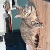 Picture of cat lost at Henin Beaumont