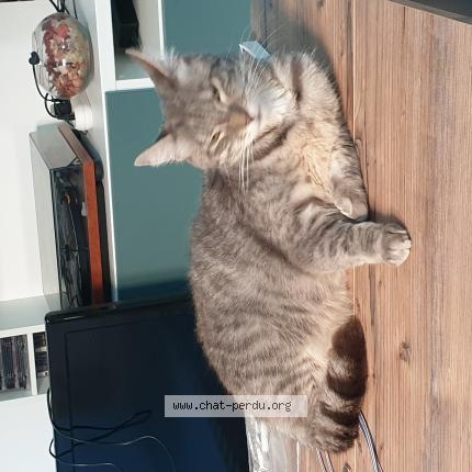 Photo 1/1 Gamin Chat lost in Henin beaumont