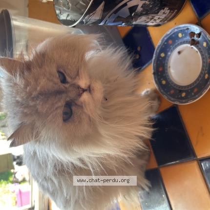 Photo 1/1 Found cat Found in Tubize