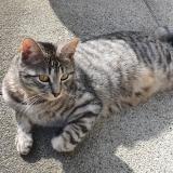 Picture of cat lost at Bagnolet