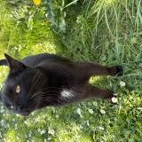 Picture of cat found at Fontaines D Ozillac