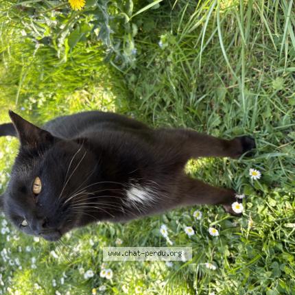 Photo 1/1 Found cat Found in Fontaines d ozillac