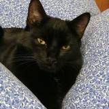 Picture of cat lost at Molliens Dreuil