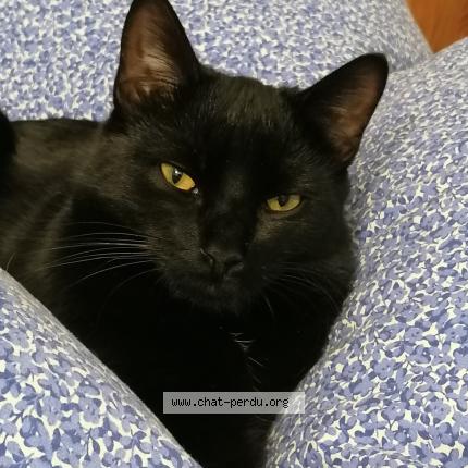 Photo 1/1 Moustic Chat lost in Molliens dreuil