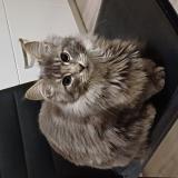 Picture of cat lost at Moulins