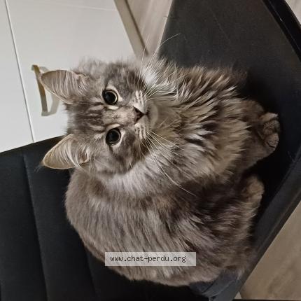 Photo 1/1 PIXIE Chat lost in Moulins