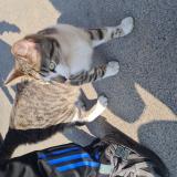 Picture of cat found at Roubaix