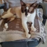 Picture of cat lost at Valras Plage