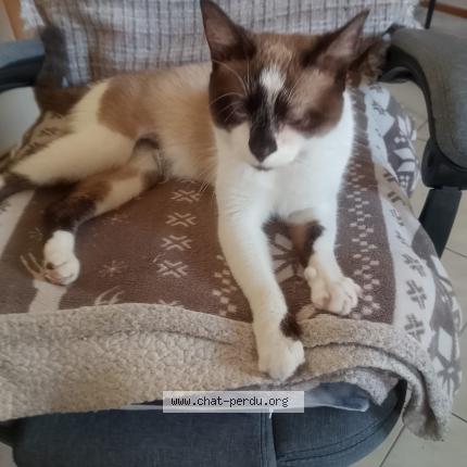 Photo 1/1 GRIBOUILLE Chat lost in Valras plage