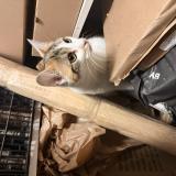 Picture of cat found at Paris