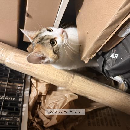 Photo 1/1 Found cat Found in Paris