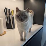 Picture of cat lost at Evergem