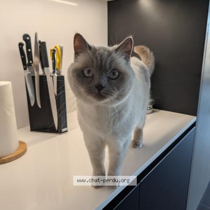 Photo 1/1 smoky Chat lost in Evergem