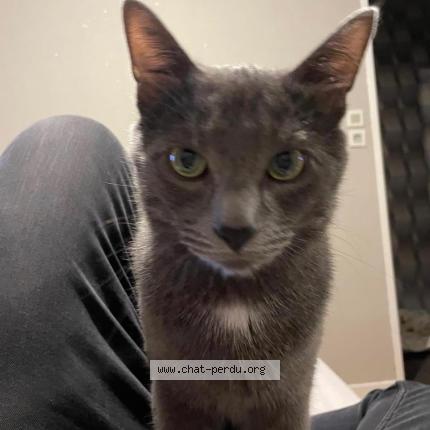 Photo 1/1 Simba Chat lost in Haubourdin