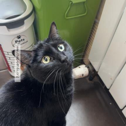 Photo 1/2 Salem Chat lost in Viry chatillon