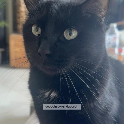 Photo 2/2 Salem Chat lost in Viry chatillon