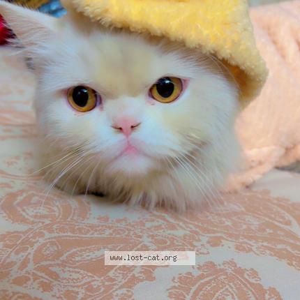 Photo 1/1 Sophie Chat lost in Pakistan