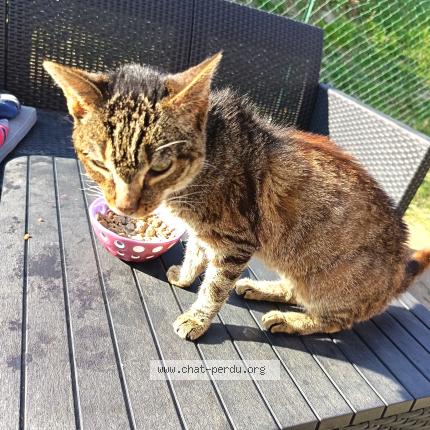 Photo 1/1 Found cat Found in Noiretable