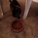 Picture of cat found at 82000 Montauban