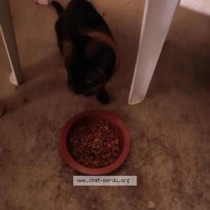Photo 1/1 Found cat Found in 82000 montauban