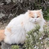 Picture of cat lost at Ruffey Les Echirey