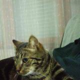 Picture of cat lost at Marcq En Baroeul