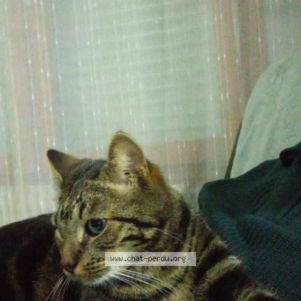 Photo 1/1 Gribouille Chat lost in Marcq en baroeul