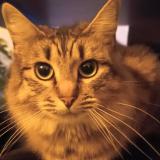 Picture of cat lost at Saint Nazaire