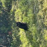 Picture of cat found at Castres