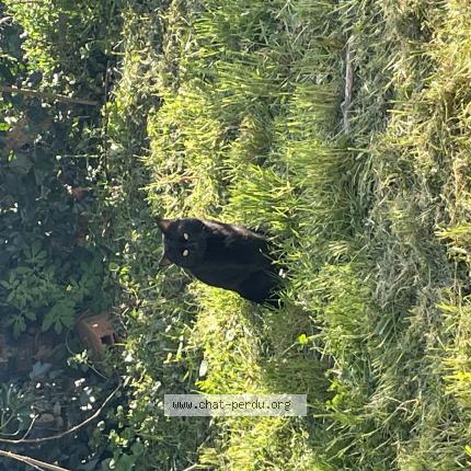 Photo 1/1 Found cat Found in Castres