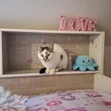 Picture of cat lost at Coubron