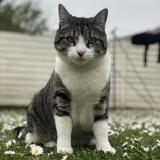 Picture of cat lost at Carignan De Bordeaux