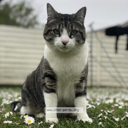 Photo 1/1 Paco Chat lost in Carignan de bordeaux