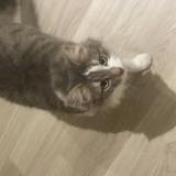 Picture of cat lost at Bartenheim