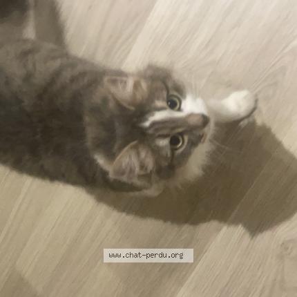 Photo 1/1 Neva Chat lost in Bartenheim