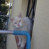 Picture of cat found at Blagnac