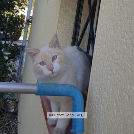 Photo 1/1 Found cat Found in Blagnac