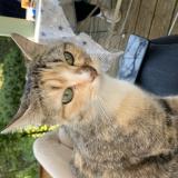 Picture of cat found at Niort