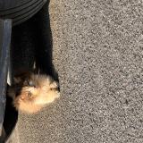 Picture of cat found at Carquefou