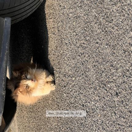 Photo 1/1 Found cat Found in Carquefou