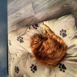 Picture of cat lost at Hayange