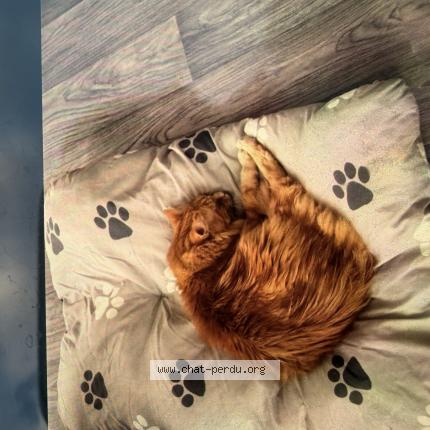 Photo 1/1 Pacha Chat lost in Hayange