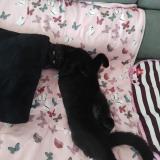 Picture of cat lost at Alixan