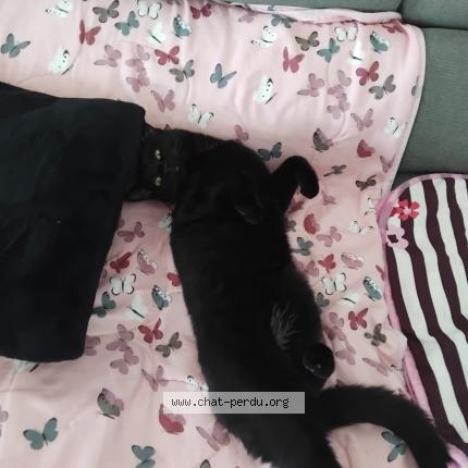 Photo 1/1 Pomponette repond &agrave; ma fifille Chat lost in Alixan