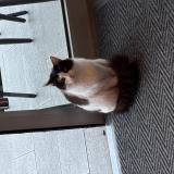 Picture of cat found at Nyons