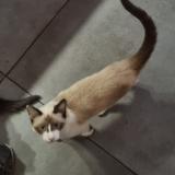 Picture of cat lost at Lendresse