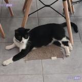 Picture of cat lost at Strasbourg