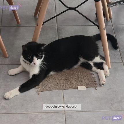 Photo 1/1 Tyson Chat lost in Strasbourg